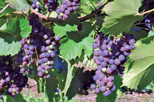 056-ARTS-grapes