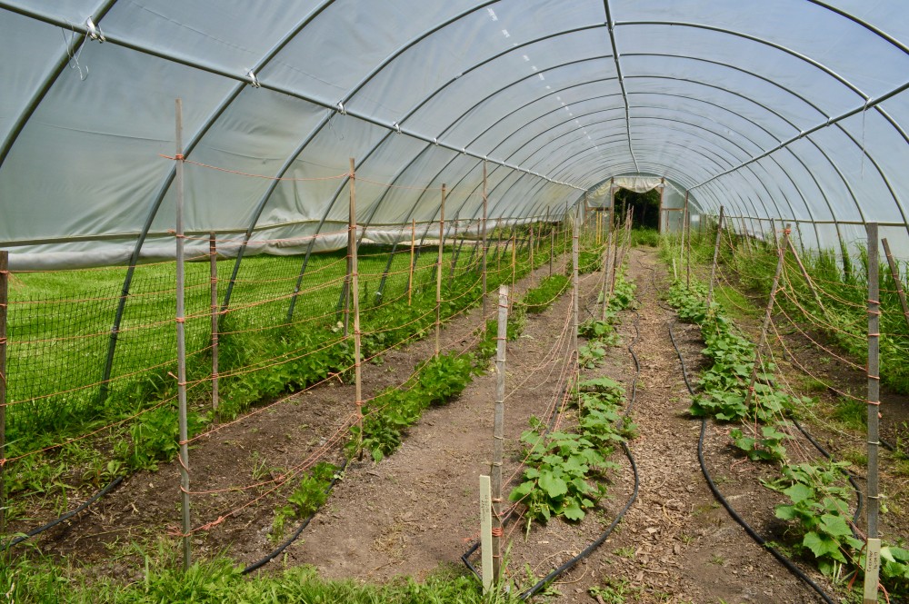 "Hoop houses" like these provide the extra protection young plants need to grow. An additional layer of plastic in the spring allows for the early planting of some crops. 